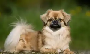 Тибетский спаниель — все о породе. Тибетский спаниель фото.