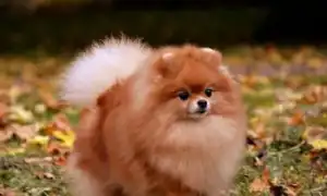 Шпицы лисьего типа: описание, виды и содержание. Померанский шпиц лисьего типа.