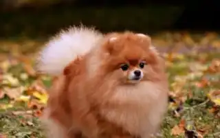 Шпицы лисьего типа: описание, виды и содержание. Померанский шпиц лисьего типа.