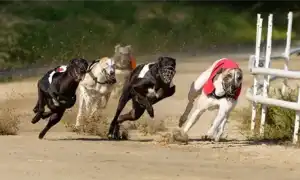 Какая Самая Быстрая Собака В Мире. Самая быстрая собака в мире.