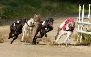 Какая Самая Быстрая Собака В Мире. Самая быстрая собака в мире.