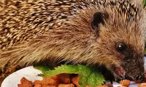 Чем питаются ежи и можно ли их содержать в домашних условиях