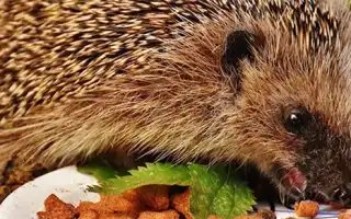 Чем питаются ежи и можно ли их содержать в домашних условиях
