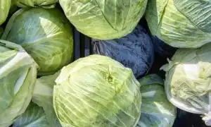 Как сохранить капусту в свежем виде до весны без потерь