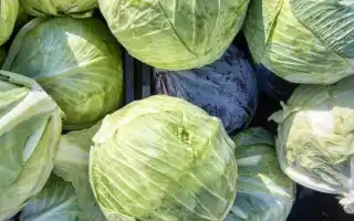 Как сохранить капусту в свежем виде до весны без потерь