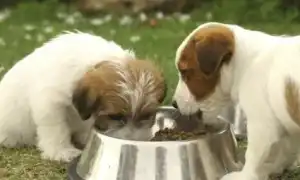 Как и чем кормить щенков в возрасте 1 месяца. Чем кормить щенка.