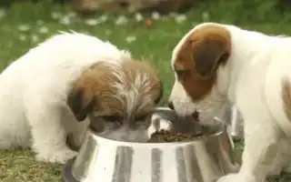 Как и чем кормить щенков в возрасте 1 месяца. Чем кормить щенка.