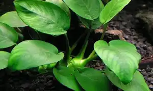 Анубиас: фото, описание, содержание растения в аквариуме