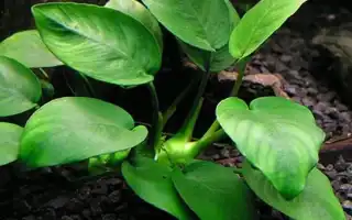 Анубиас: фото, описание, содержание растения в аквариуме