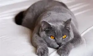 Самые удобные кошки для квартиры: 10 пород, которые не доставят вам хлопот