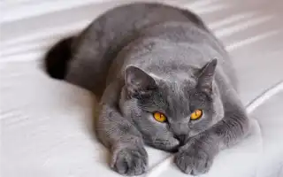 Самые удобные кошки для квартиры: 10 пород, которые не доставят вам хлопот