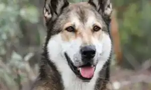 Восточно-сибирская лайка