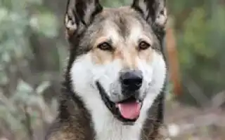 Восточно-сибирская лайка