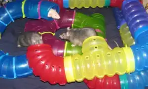 Как сделать игрушки для декоративных крыс своими руками. Игрушки для крыс.