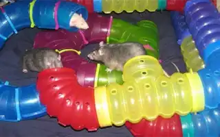 Как сделать игрушки для декоративных крыс своими руками. Игрушки для крыс.