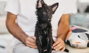 Самые редкие породы собак