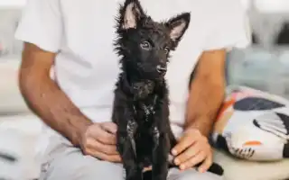 Самые редкие породы собак