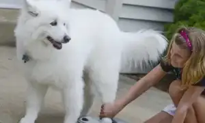 Лапомойки для собак: какие бывают разновидности и как ими пользоваться. Лапомойка для собак.