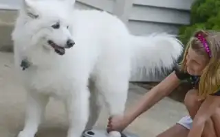 Лапомойки для собак: какие бывают разновидности и как ими пользоваться. Лапомойка для собак.