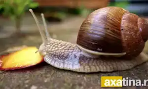 Чем кормить улиток ахатин. Что едят улитки.