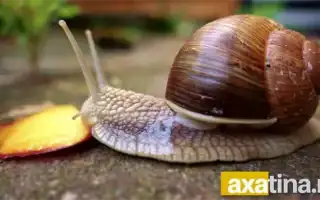 Чем кормить улиток ахатин. Что едят улитки.