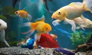 Разноцветные рыбки: разновидности и советы по содержанию. Цветные рыбки для аквариума.