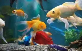 Разноцветные рыбки: разновидности и советы по содержанию. Цветные рыбки для аквариума.