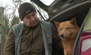 Как финский шпиц превратился в карельскую лайку. Карело финская лайка.