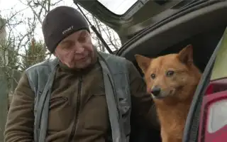 Как финский шпиц превратился в карельскую лайку. Карело финская лайка.