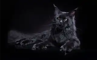 Тема: Чёрный МЕЙН-кун