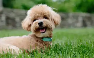 Топ-30 гипоаллергенных пород собак