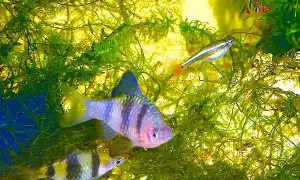 Как и сколько кормить аквариумных рыбок. Как часто кормить рыбок в аквариуме.