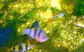Как и сколько кормить аквариумных рыбок. Как часто кормить рыбок в аквариуме.