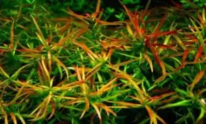 Аквариумное растение людвигия: виды, содержание и уход. Людвигия для аквариума.