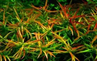 Аквариумное растение людвигия: виды, содержание и уход. Людвигия для аквариума.