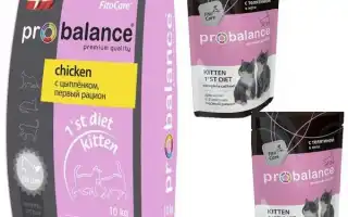 Корма для котят ProBalance: сухие и влажные, состав кормов. Особенности жидкой и сухой продукции, отзывы. Пробаланс для котят.