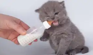 Чем кормить котенка британца. Чем кормить британского котенка.