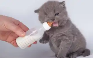 Чем кормить котенка британца. Чем кормить британского котенка.