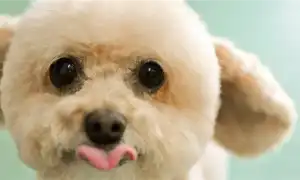 Как подстричь собаку. Как подстричь собаку в домашних условиях.