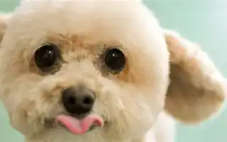 Как подстричь собаку. Как подстричь собаку в домашних условиях.