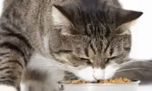 Особенности кормов для стерилизованных кошек GRANDORF. Грандорф для стерилизованных кошек.