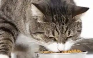 Особенности кормов для стерилизованных кошек GRANDORF. Грандорф для стерилизованных кошек.