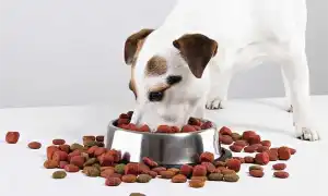 Корм для собак landor: отзывы, разбор состава, цена. Ландор корм для собак.