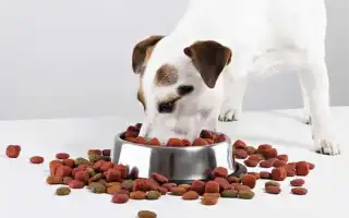 Корм для собак landor: отзывы, разбор состава, цена. Ландор корм для собак.