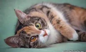 Трехцветная кошка. Особенности, приметы и характер трехцветных кошек. Бывают ли трехцветные коты.