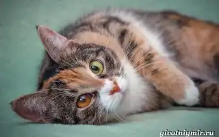 Трехцветная кошка. Особенности, приметы и характер трехцветных кошек. Бывают ли трехцветные коты.