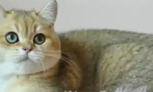 Шотландская шиншилла кошка – очаровательная вислоушка