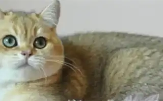 Шотландская шиншилла кошка – очаровательная вислоушка