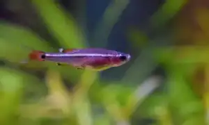 Кардинал кардинал рыбка аквариумная. Кардинал рыбка аквариумная.