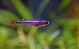 Кардинал кардинал рыбка аквариумная. Кардинал рыбка аквариумная.